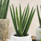 Sansevieria cylindrica Spaghete 15cm