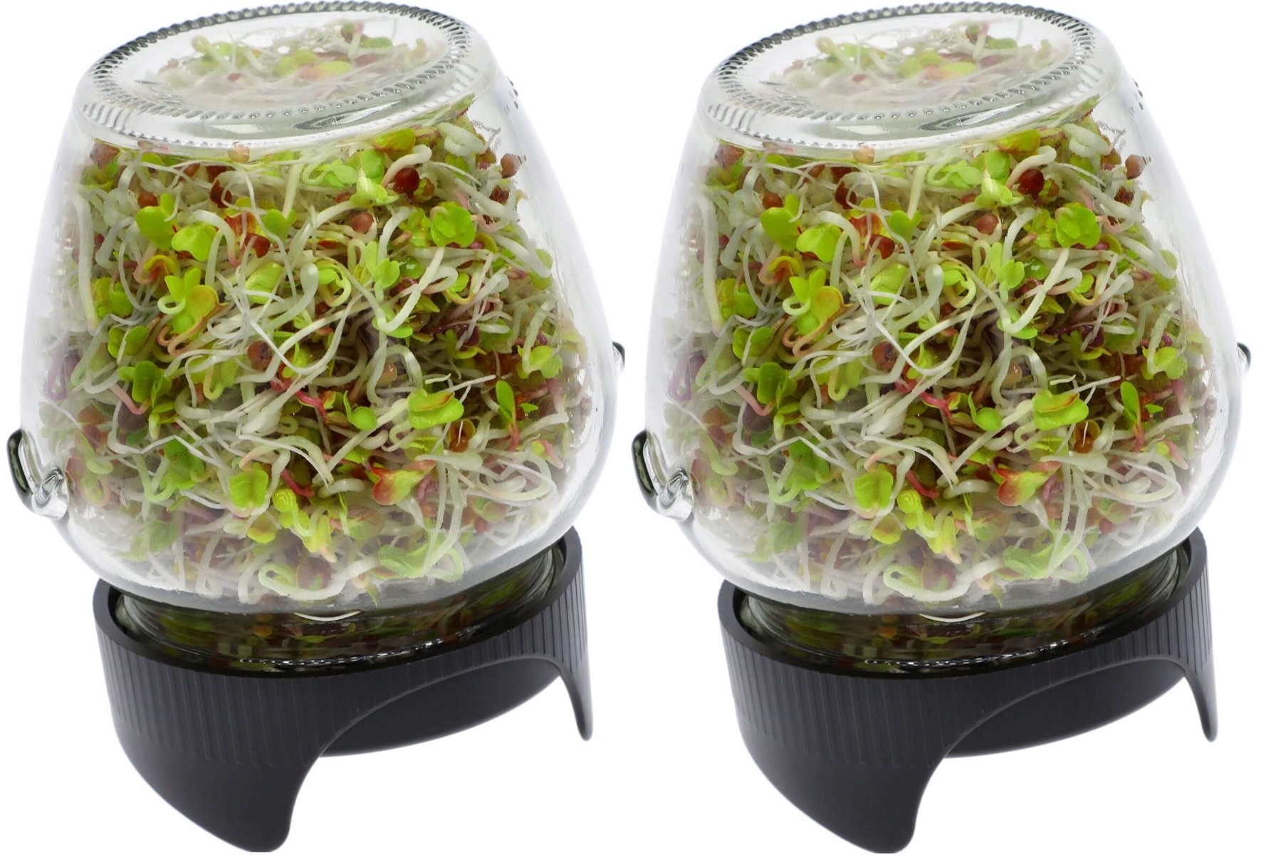 pahar pentru germinare 2 buc megamix.sk