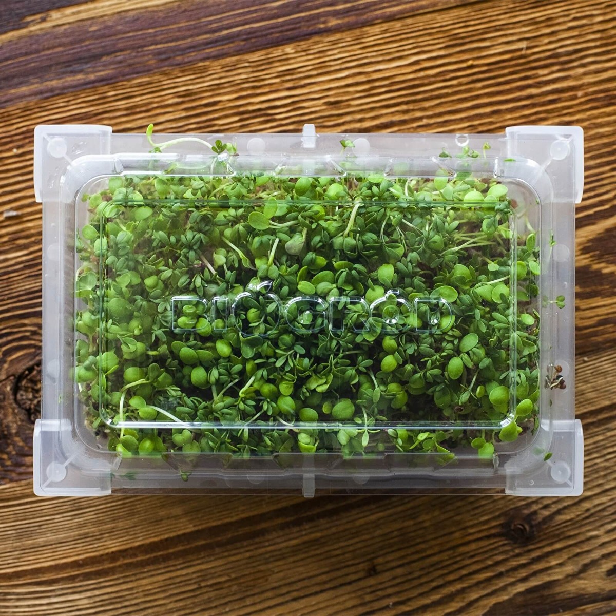 recipient pentru germinare 18,5 x 12,5 cm megamix.sk