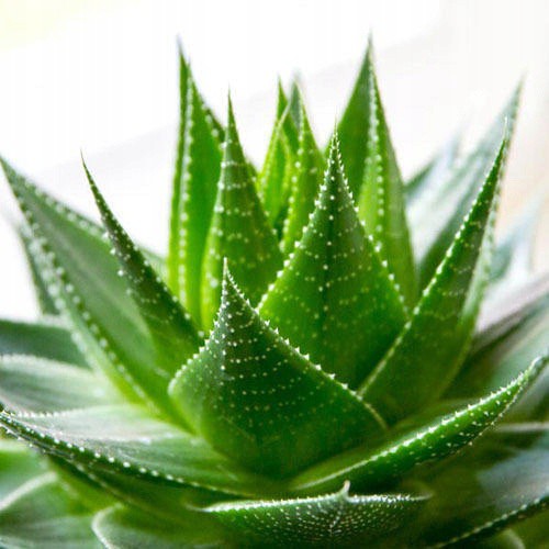 perna ortopedică termoplastică ALOES 40x60cm antialergică albă megamix.sk