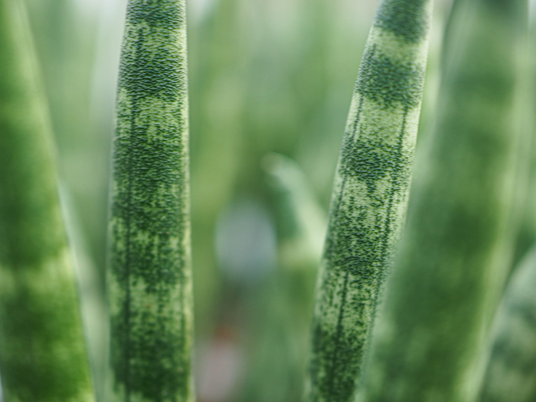 sansevieria cylindrica Spaghetti 15cm megamix.sk