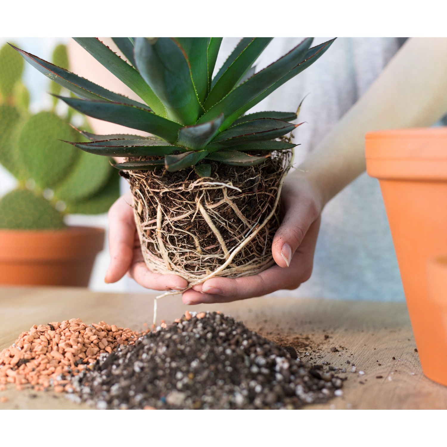 Sedum Buritto cozițe atârnătoare răsad în ghiveci suculent megamix.sk