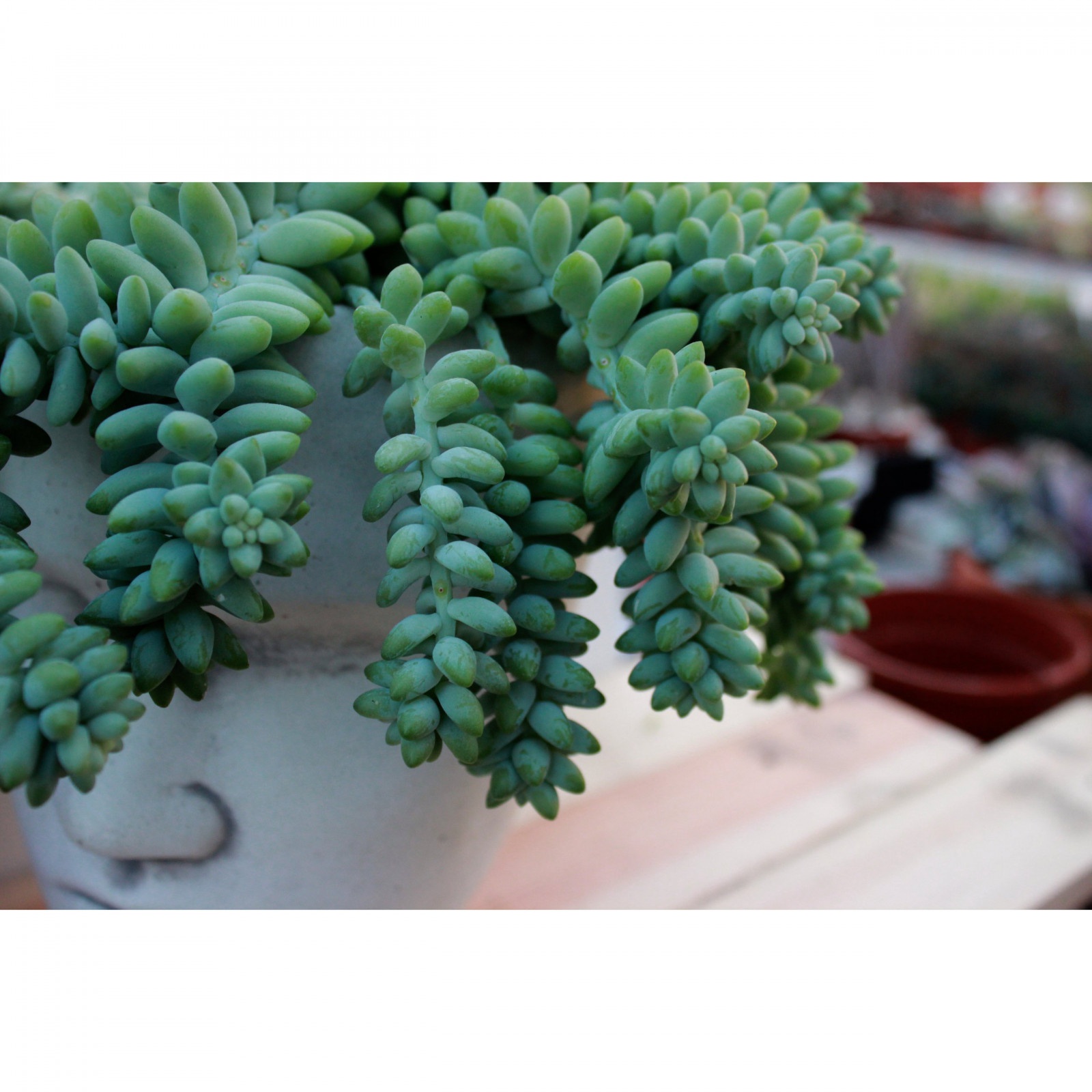 Sedum Buritto cozițe atârnătoare răsad în ghiveci suculent megamix.sk