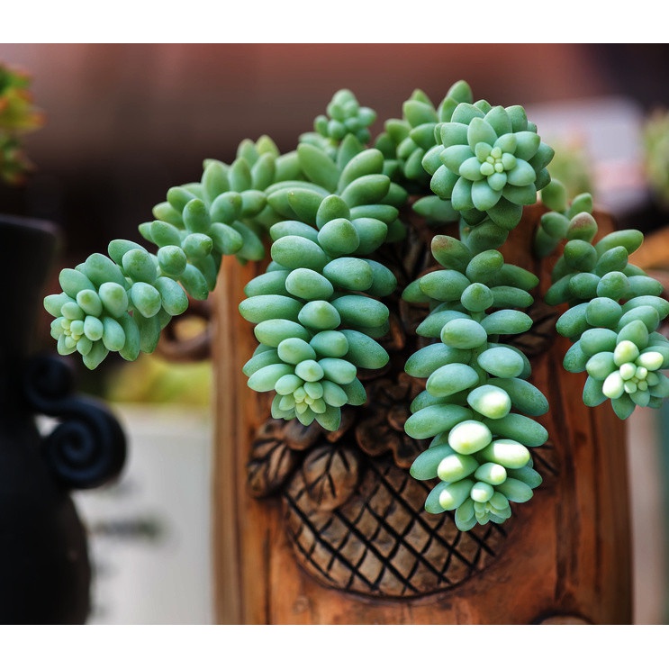 Sedum Buritto cozițe atârnătoare răsad în ghiveci suculent megamix.sk