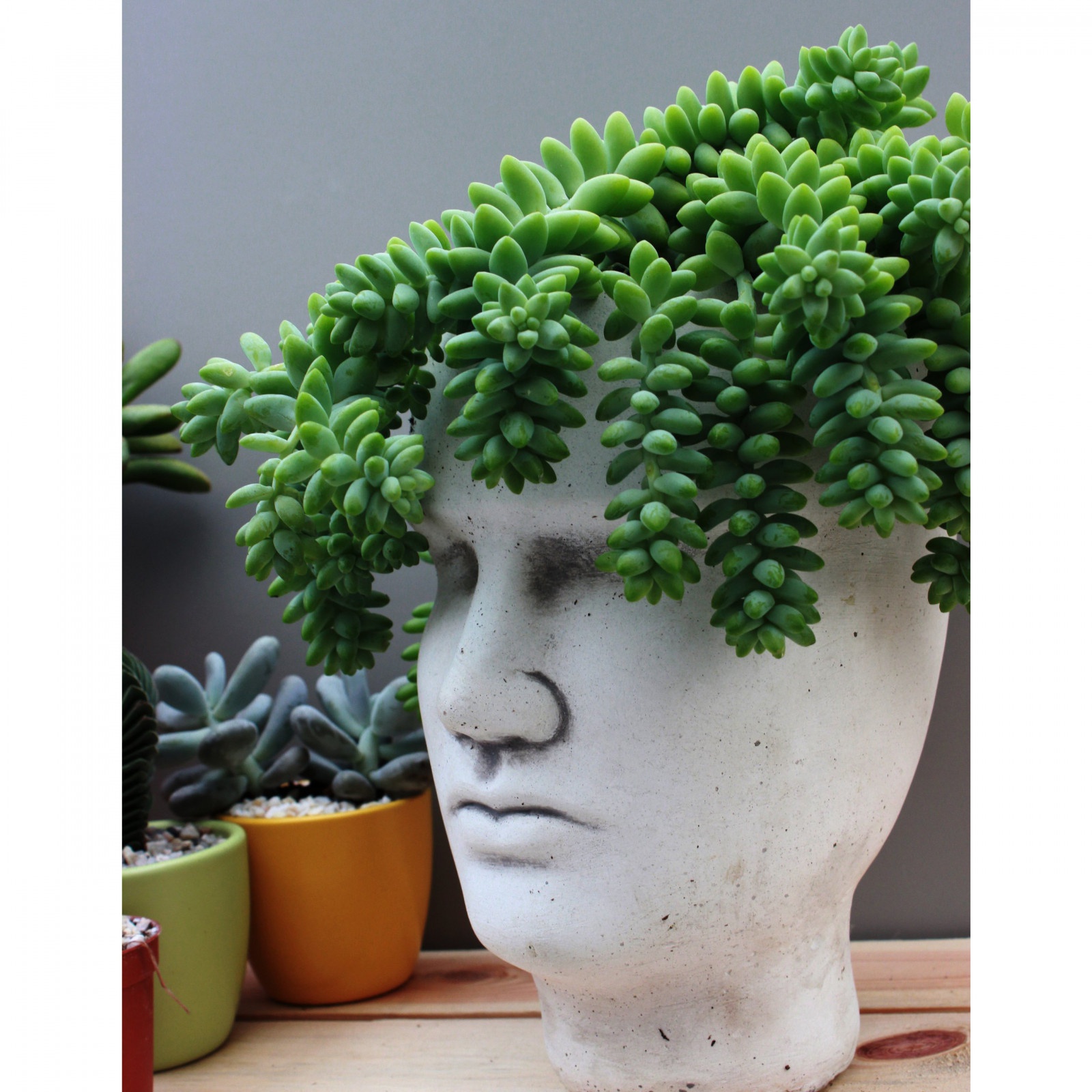 Sedum Buritto cozițe atârnătoare răsad în ghiveci suculent megamix.sk