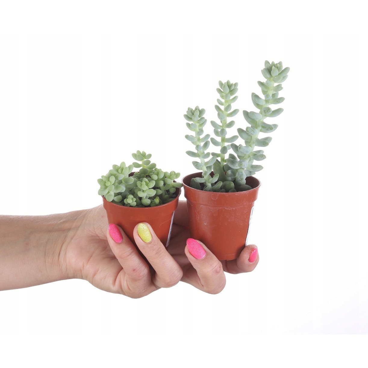 Sedum Buritto cozițe atârnătoare răsad în ghiveci suculent megamix.sk